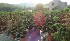 Japanse Hulst Als Bonsai (Ilex Crenata 'Kinme') -DIRECTPLANT Winkel ilex crenata kimne bonsai lv20 2