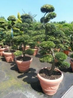 Japanse Hulst Als Bonsai (Ilex Crenata) -DIRECTPLANT Winkel ilex crenata kinmei bonsai 160 180 2