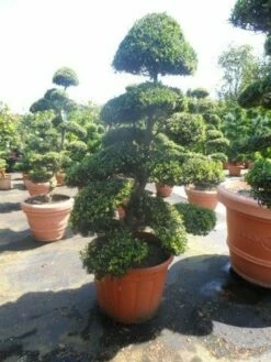 Japanse Hulst Als Bonsai (Ilex Crenata) -DIRECTPLANT Winkel ilex crenata kinmei bonsai 175 200 extra 2