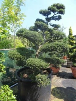 Japanse Hulst Als Bonsai (Ilex Crenata) -DIRECTPLANT Winkel ilex crenata kinmei bonsai 200 225 c750 1000