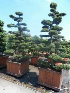 Japanse Hulst Als Bonsai (Ilex Crenata) -DIRECTPLANT Winkel ilex crenata kinmei bonsai 225 250