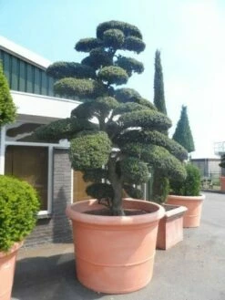 Japanse Hulst Als Bonsai (Ilex Crenata) -DIRECTPLANT Winkel ilex crenata kinmei bonsai 250 300 solitair extra2 3