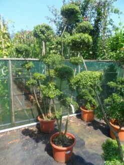 Japanse Hulst Als Bonsai (Ilex Crenata) -DIRECTPLANT Winkel ilex crenata ponpon 125 150