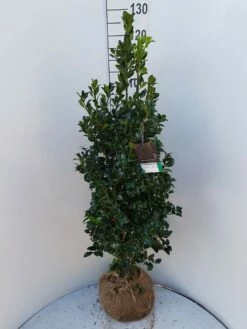 Hulst (Ilex Meserveae 'Heckenfee') 9 Hulst (Ilex Meserveae 'Heckenfee') -DIRECTPLANT Winkel ilex heckenfee 100 120