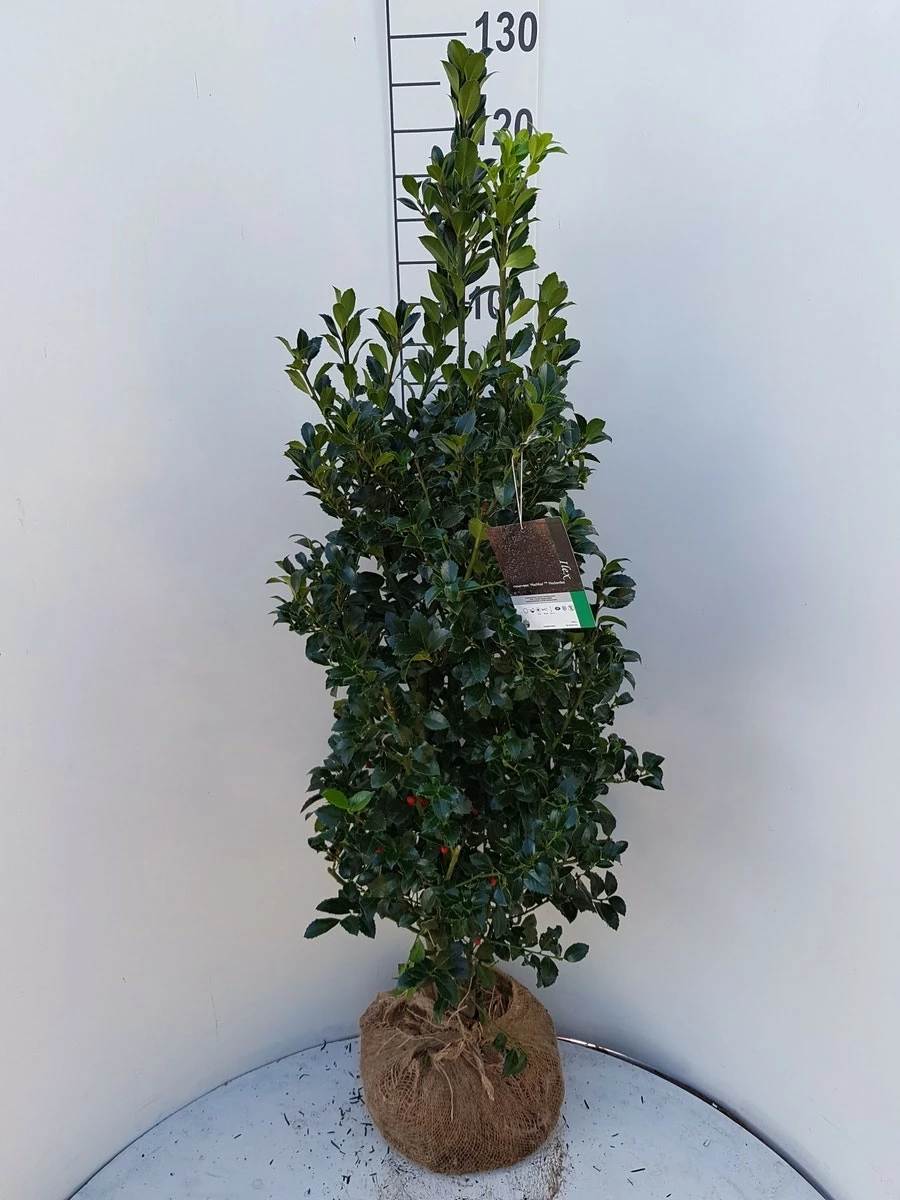 Hulst (Ilex Meserveae 'Heckenfee') 5 Hulst (Ilex Meserveae 'Heckenfee') - Afbeelding 3