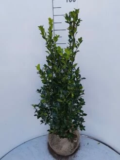 Hulst (Ilex Meserveae 'Heckenfee') -DIRECTPLANT Winkel ilex heckenfee 80 100 2
