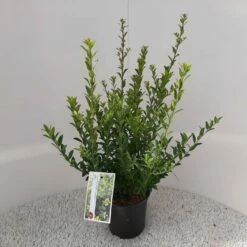 Japanse Hulst (Ilex Maximowicziana 'Kanehirae') 5 Japanse Hulst (Ilex Maximowicziana 'Kanehirae') -DIRECTPLANT Winkel ilex maximowicziana kanehirae 4