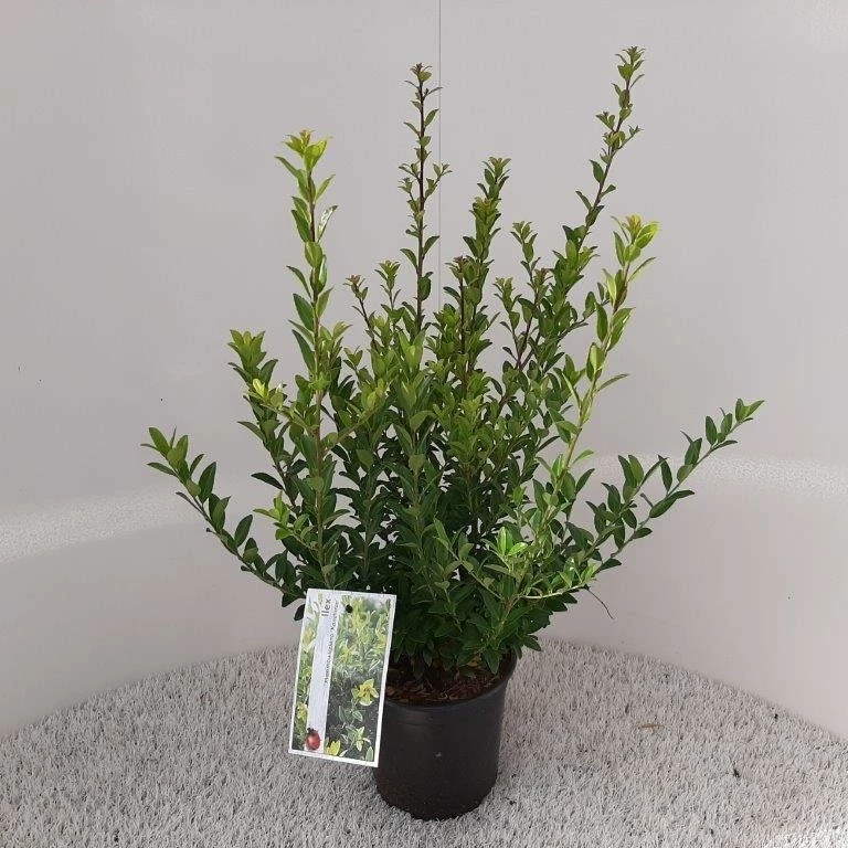 Japanse Hulst (Ilex Maximowicziana 'Kanehirae') 4 Japanse Hulst (Ilex Maximowicziana 'Kanehirae') - Afbeelding 2