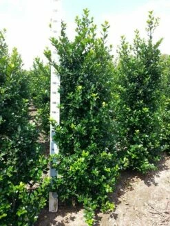 Blauwe Hulst (Ilex Meserveae 'Blue Prince') -DIRECTPLANT Winkel ilex mes. blue prince 175 200 cm