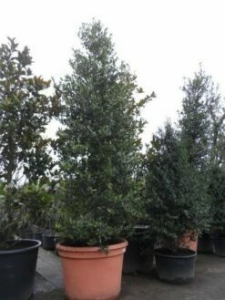 Amerikaanse Hulst (Ilex 'Nellie R Stevens') 11 Amerikaanse Hulst (Ilex 'Nellie R Stevens') -DIRECTPLANT Winkel ilex nellie r. stevens 1
