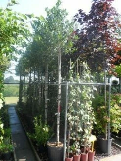 Hulst Als Boom (Ilex 'Nellie R. Stevens') -DIRECTPLANT Winkel ilex nellie r. stevens 10 12ho cont