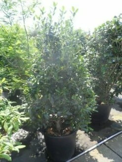 Amerikaanse Hulst (Ilex 'Nellie R Stevens') -DIRECTPLANT Winkel ilex nellie r. stevens 150 175 2