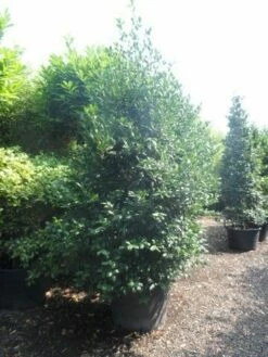 Amerikaanse Hulst (Ilex 'Nellie R Stevens') 12 Amerikaanse Hulst (Ilex 'Nellie R Stevens') -DIRECTPLANT Winkel ilex nellie r. stevens 250 300 c160 1