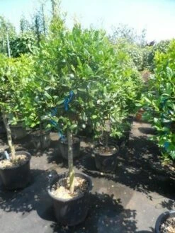 Hulst Als Boom (Ilex 'Nellie R. Stevens') -DIRECTPLANT Winkel ilex nellie r. stevens 80stam c35 50