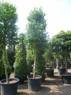 Hulst Als Boom (Ilex 'Nellie R. Stevens') -DIRECTPLANT Winkel ilex nellie stevens 25 30ho c350