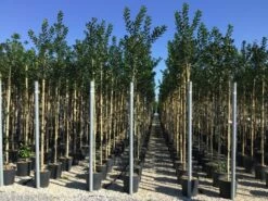 Hulst Als Boom (Ilex 'Nellie R. Stevens') -DIRECTPLANT Winkel ilex nellie stevens 6 8