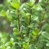 Japanse Hulst (Ilex Crenata 'Caroline Upright') -DIRECTPLANT Winkel ilexcrenata carolineuprightv01 1