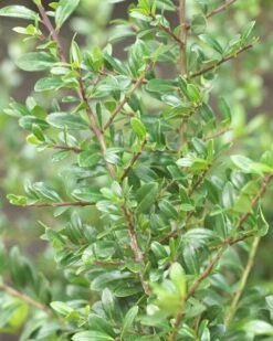 Japanse Hulst Als Bolvorm (Ilex Crenata 'Stokes') -DIRECTPLANT Winkel ilexcrenatastokes01 2