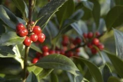 Hulst (Ilex Aquifolium J.C. Van Tol)