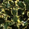 Hulst (Ilex Aquifolium 'Madame Briot') -DIRECTPLANT Winkel ilexmadamebriotv01