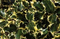 Hulst (Ilex Aquifolium 'Madame Briot')