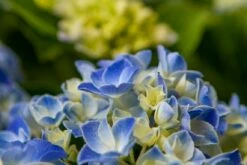 Hortensia Blue Ballad (Hydrangea 'Music Collection') -DIRECTPLANT Winkel img 1365 2