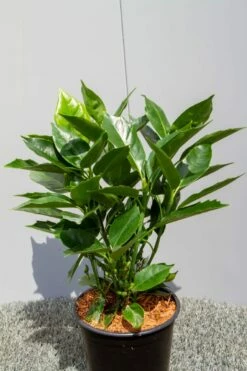 Broodboom (Aucuba Japonica 'Rozannie') 12 Broodboom (Aucuba Japonica 'Rozannie') -DIRECTPLANT Winkel img 1397