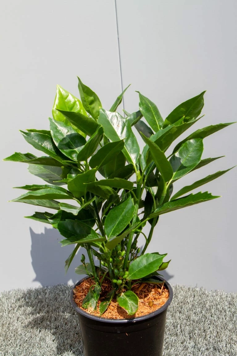 Broodboom (Aucuba Japonica 'Rozannie') 5 Broodboom (Aucuba Japonica 'Rozannie') - Afbeelding 3