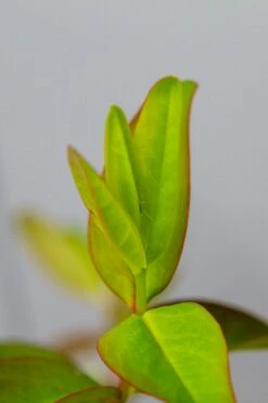 Hertshooi (Hypericum 'Hidcote') -DIRECTPLANT Winkel img 1417