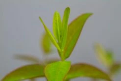 Hertshooi (Hypericum 'Hidcote') -DIRECTPLANT Winkel img 1418