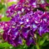 Hortensia Paars (Hydrangea 'Forever&Ever') -DIRECTPLANT Winkel img 1427