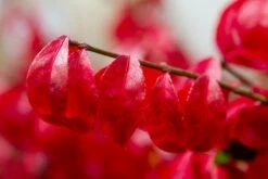 Kardinaalshoed (Euonymus Alatus 'Compactus') -DIRECTPLANT Winkel img 1486