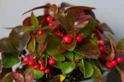 Bergthee / Patrijzenbes (Gaultheria Procumbens)