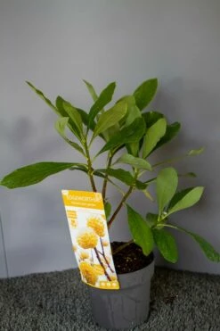 Papierstruik (Edgeworthia Chrysantha) -DIRECTPLANT Winkel img 1530