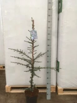 Atlasceder (Cedrus Libani 'Glauca') -DIRECTPLANT Winkel img 1752 002
