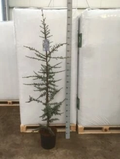 Atlasceder (Cedrus Libani 'Glauca') -DIRECTPLANT Winkel img 1753