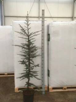 Atlasceder (Cedrus Libani 'Glauca') -DIRECTPLANT Winkel img 1754
