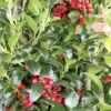 Hulst (Ilex Meserveae 'Heckenfee') -DIRECTPLANT Winkel img 2647 1