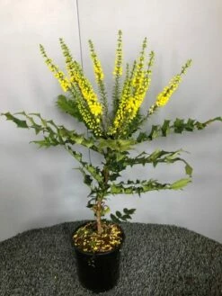 Mahoniestruik (Mahonia Media 'Winter Sun') 13 Mahoniestruik (Mahonia Media 'Winter Sun') -DIRECTPLANT Winkel img 2655 1