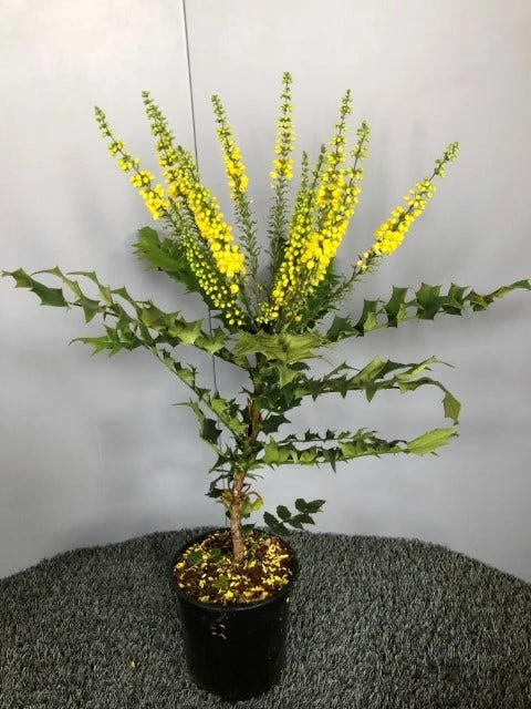 Mahoniestruik (Mahonia Media 'Winter Sun') 6 Mahoniestruik (Mahonia Media 'Winter Sun') - Afbeelding 4