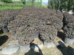 Loropetalum Als Bolvorm (Loropetalum 'Fire Dance') 7 Loropetalum Als Bolvorm (Loropetalum 'Fire Dance') -DIRECTPLANT Winkel img 4054