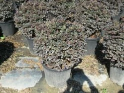 Loropetalum Als Bolvorm (Loropetalum 'Fire Dance') 8 Loropetalum Als Bolvorm (Loropetalum 'Fire Dance') -DIRECTPLANT Winkel img 4055