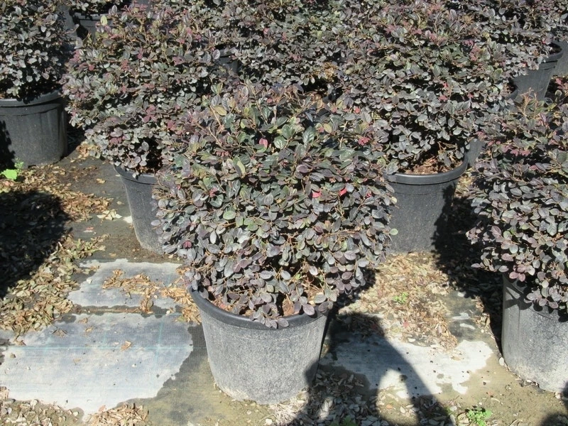 Loropetalum Als Bolvorm (Loropetalum 'Fire Dance') 5 Loropetalum Als Bolvorm (Loropetalum 'Fire Dance') - Afbeelding 3