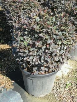 Loropetalum Als Bolvorm (Loropetalum 'Fire Dance') 9 Loropetalum Als Bolvorm (Loropetalum 'Fire Dance') -DIRECTPLANT Winkel img 4056