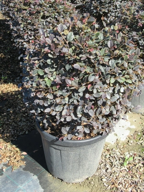 Loropetalum Als Bolvorm (Loropetalum 'Fire Dance') 6 Loropetalum Als Bolvorm (Loropetalum 'Fire Dance') - Afbeelding 4