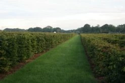 Nieuwe uitgaven -DIRECTPLANT Winkel img 4450 1