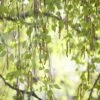 Berk, Bosplantsoen (Betula Pendula) -DIRECTPLANT Winkel jope02948