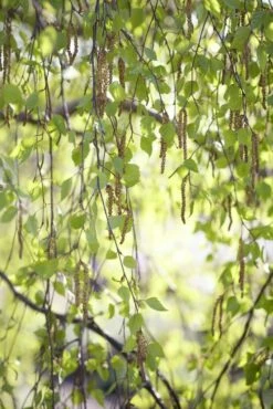 Berk, Bosplantsoen (Betula Pendula)