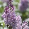 Sering (Syringa Villosae 'Minuet') -DIRECTPLANT Winkel jope03876