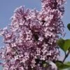 Dwerg Sering (Syringa 'Josée') 1 Dwerg Sering (Syringa 'Josée') -DIRECTPLANT Winkel jos e